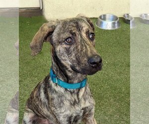 Plott Hound-Unknown Mix Dogs for adoption in Oakland Park, FL, USA