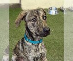 Small Photo #1 Plott Hound-Unknown Mix Puppy For Sale in Oakland Park, FL, USA