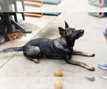 Small #5 German Shepherd Dog