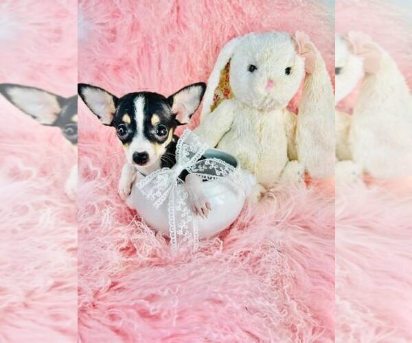 Medium Photo #14 Chihuahua Puppy For Sale in NEW YORK, NY, USA