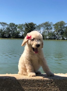 Medium Photo #9 Poodle (Standard) Puppy For Sale in AUGSBURG, IL, USA