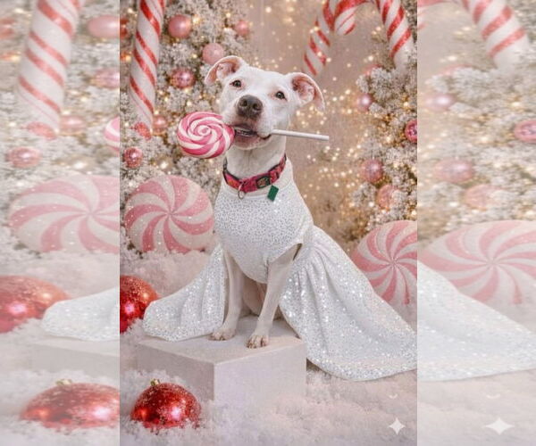 Medium Photo #1 Pointer-Unknown Mix Puppy For Sale in Clarkston, MI, USA