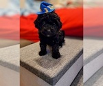 Small Photo #8 Poodle (Miniature) Puppy For Sale in BASTROP, TX, USA