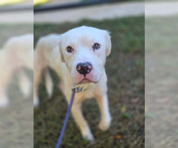 Medium Photo #2 Mutt Puppy For Sale in New York, NY, USA