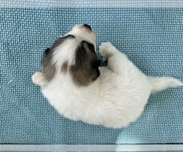 Medium Photo #3 Great Pyrenees Puppy For Sale in JERSEYVILLE, IL, USA