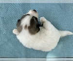 Small #2 Great Pyrenees