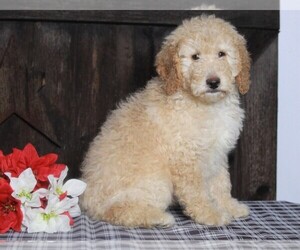 Labradoodle-Poodle (Miniature) Mix Puppy for sale in FREDERICKSBG, OH, USA