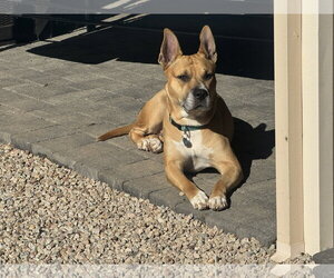 DAKOTA - Female Carolina Dog-Unknown Mix Dog for Adoption - Photo #3