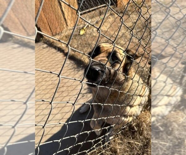 Medium Photo #6 German Shepherd Dog-Unknown Mix Puppy For Sale in San Diego, CA, USA