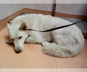 German Shepherd Dog-Unknown Mix Dogs for adoption in Martinez, CA, USA