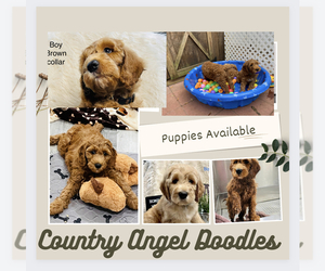 Double Doodle Puppy for sale in SPRING HILL, FL, USA