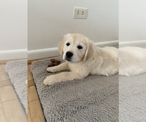 English Cream Golden Retriever Puppy for sale in CHARLOTTESVILLE, VA, USA