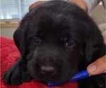 Puppy Puppy 5 Labrador Retriever