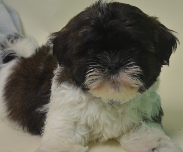 Medium Photo #3 Shih Tzu Puppy For Sale in PATERSON, NJ, USA