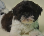 Small Photo #3 Shih Tzu Puppy For Sale in PATERSON, NJ, USA