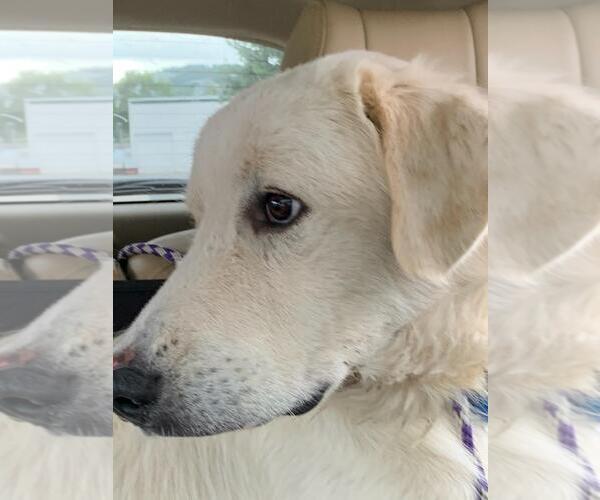 Medium Photo #6 Great Pyrenees Puppy For Sale in Croydon, NH, USA