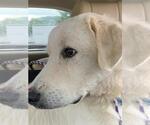 Small #5 Great Pyrenees