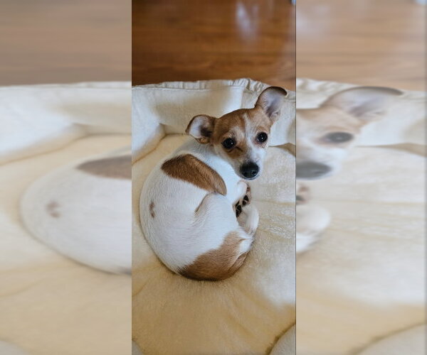 Medium Photo #3 Rat-Cha Puppy For Sale in San Francisco, CA, USA