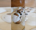 Small #2 Rat-Cha