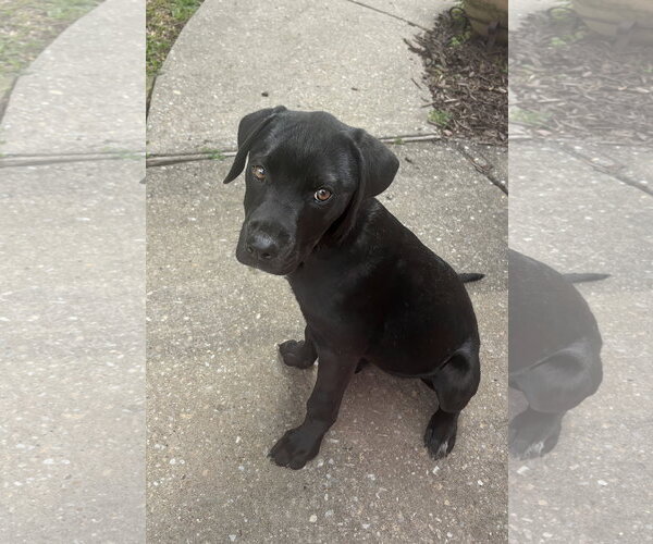 Medium Photo #5 Pointer-Rottweiler Mix Puppy For Sale in McKinney, TX, USA