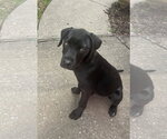 Small #4 Pointer-Rottweiler Mix