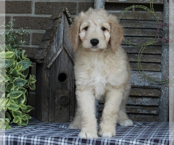 Medium Photo #5 Goldendoodle Puppy For Sale in FREDERICKSBURG, OH, USA