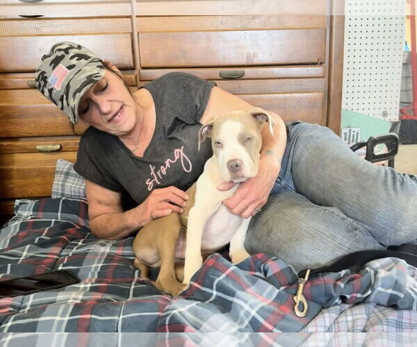 Medium Photo #3 Mutt Puppy For Sale in Rockaway, NJ, USA