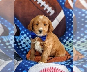 Goldendoodle (Miniature) Puppy for sale in QUARRYVILLE, PA, USA