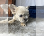 Small Photo #19 French Bulldog Puppy For Sale in SAN ANTONIO, TX, USA