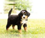 Small Photo #3 Bernese Mountain Dog Puppy For Sale in TOPEKA, IN, USA