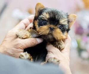 Yorkshire Terrier Dogs for adoption in HOUSTON, TX, USA