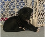 Small #5 American Pit Bull Terrier