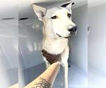 Small #1 German Shepherd Dog
