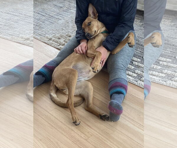 Medium Photo #5 Mutt Puppy For Sale in Wakefield, RI, USA