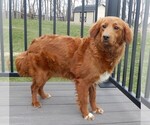 Small Photo #1 Goldendoodle (Miniature) Puppy For Sale in MILLERSBURG, OH, USA