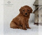 Small Photo #4 Cavapoo Puppy For Sale in DORNSIFE, PA, USA