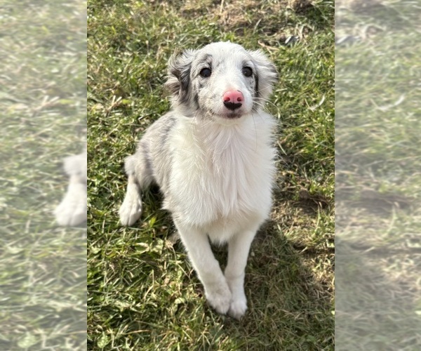 Medium Photo #5 Shetland Sheepdog Puppy For Sale in KEWAUNEE, WI, USA