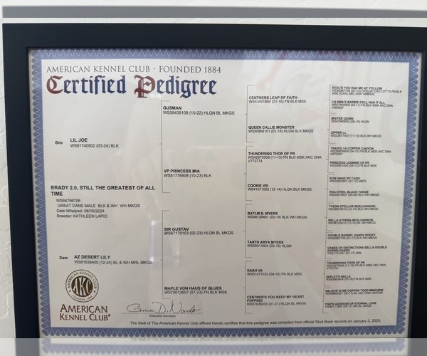 Medium Photo #8 Great Dane Puppy For Sale in MARICOPA, AZ, USA