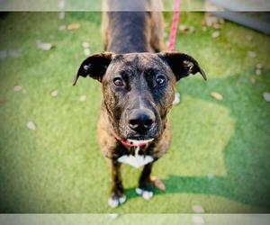 Mutt Dogs for adoption in Orlando, FL, USA