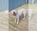 Small #5 American Pit Bull Terrier Mix