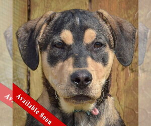 German Shepherd Dog Dogs for adoption in Huntley, IL, USA