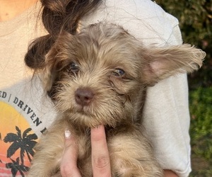 Scottish Terrier Litter for sale in BUSH, LA, USA