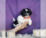 Small Shih Tzu