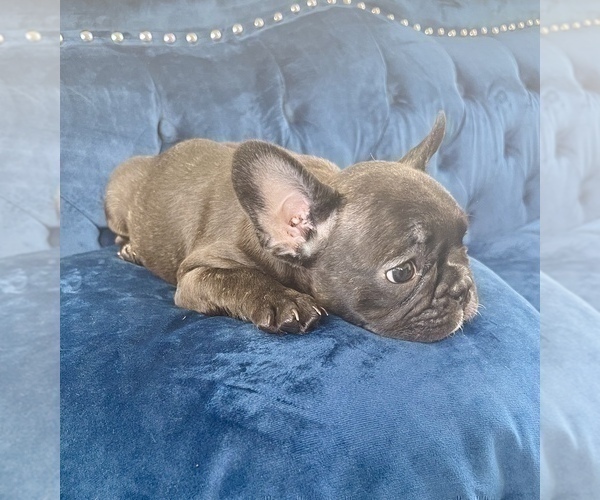Medium Photo #10 French Bulldog Puppy For Sale in ATHERTON, CA, USA