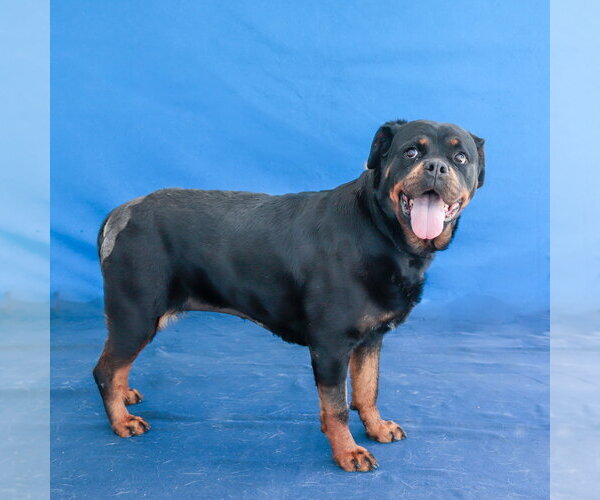 Medium Photo #2 Rottweiler Puppy For Sale in Pasadena, CA, USA