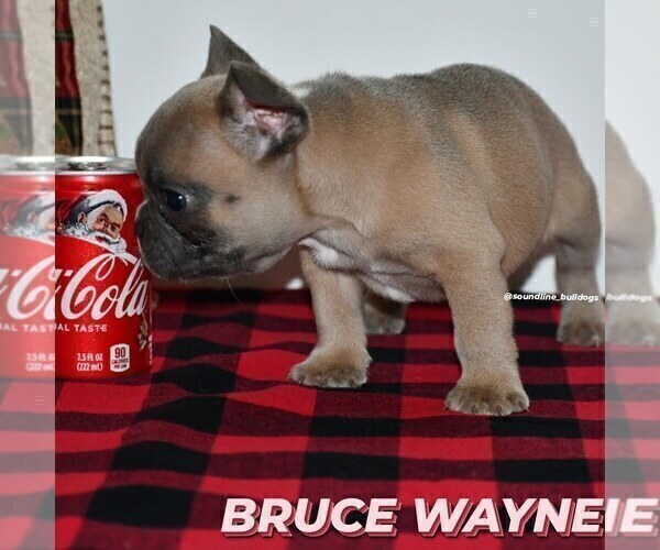 Medium Photo #1 French Bulldog Puppy For Sale in GRAHAM, WA, USA