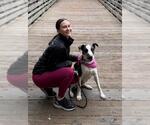 Small #1 American Foxhound Mix