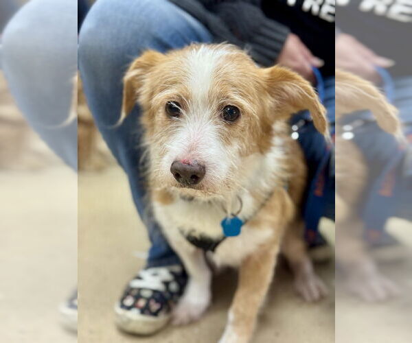 Medium Photo #3 Mutt Puppy For Sale in Mundelein, IL, USA