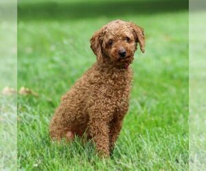 Father of the Cavapoo puppies born on 08/27/2025