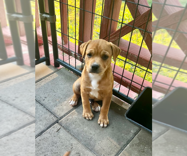 Medium Photo #4 American Pit Bull Terrier-American Staffordshire Terrier Mix Puppy For Sale in Brewster, NY, USA